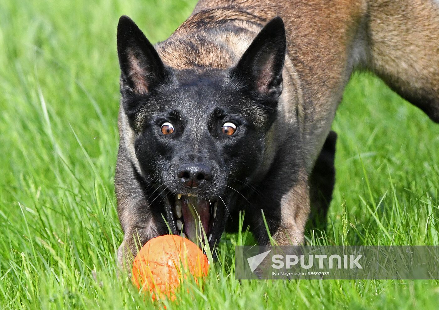 Russia Canine Competition