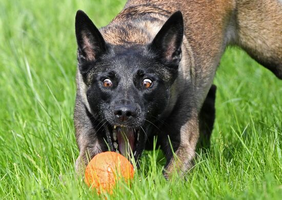 Russia Canine Competition