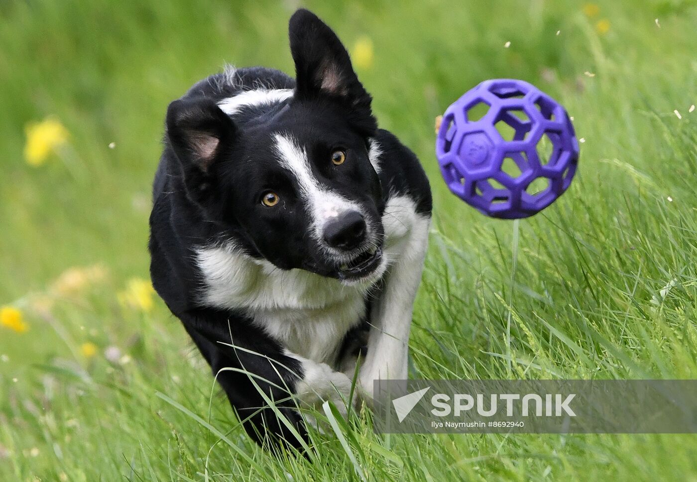 Russia Canine Competition