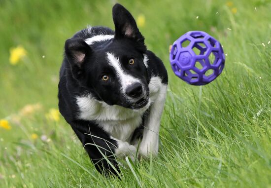 Russia Canine Competition