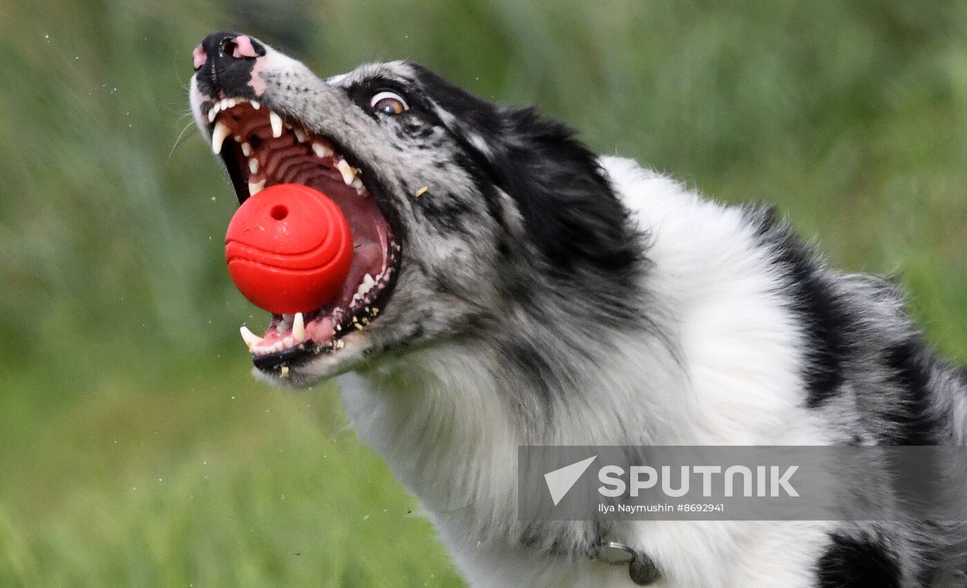 Russia Canine Competition