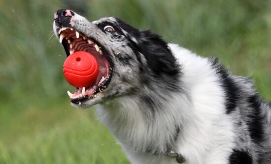 Russia Canine Competition