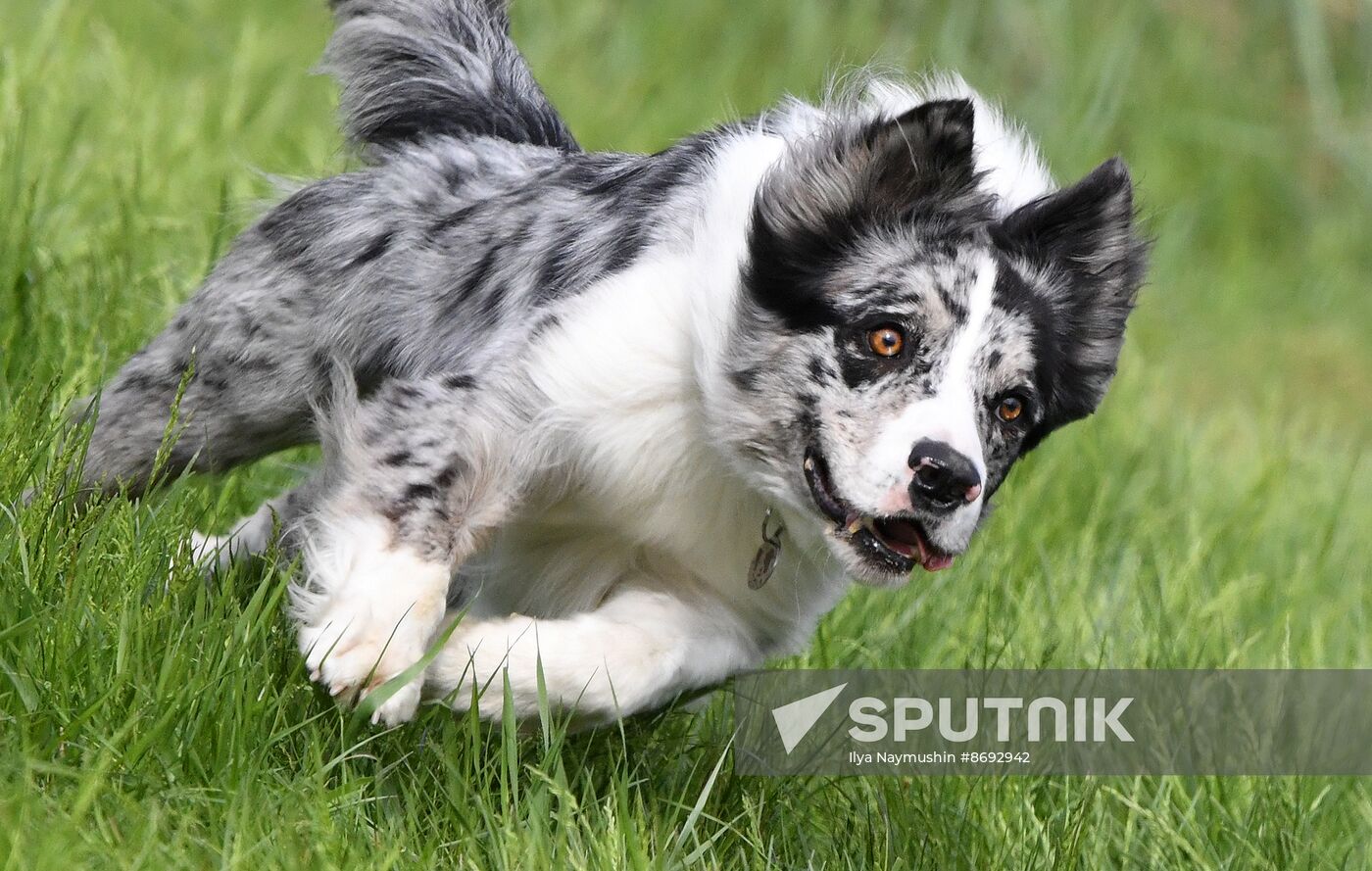 Russia Canine Competition