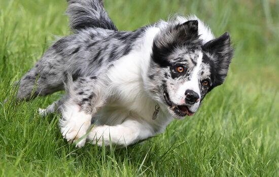 Russia Canine Competition