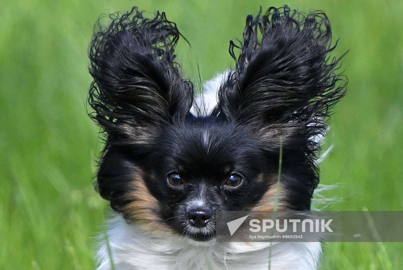 Russia Canine Competition