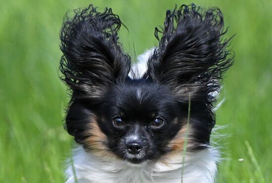 Russia Canine Competition