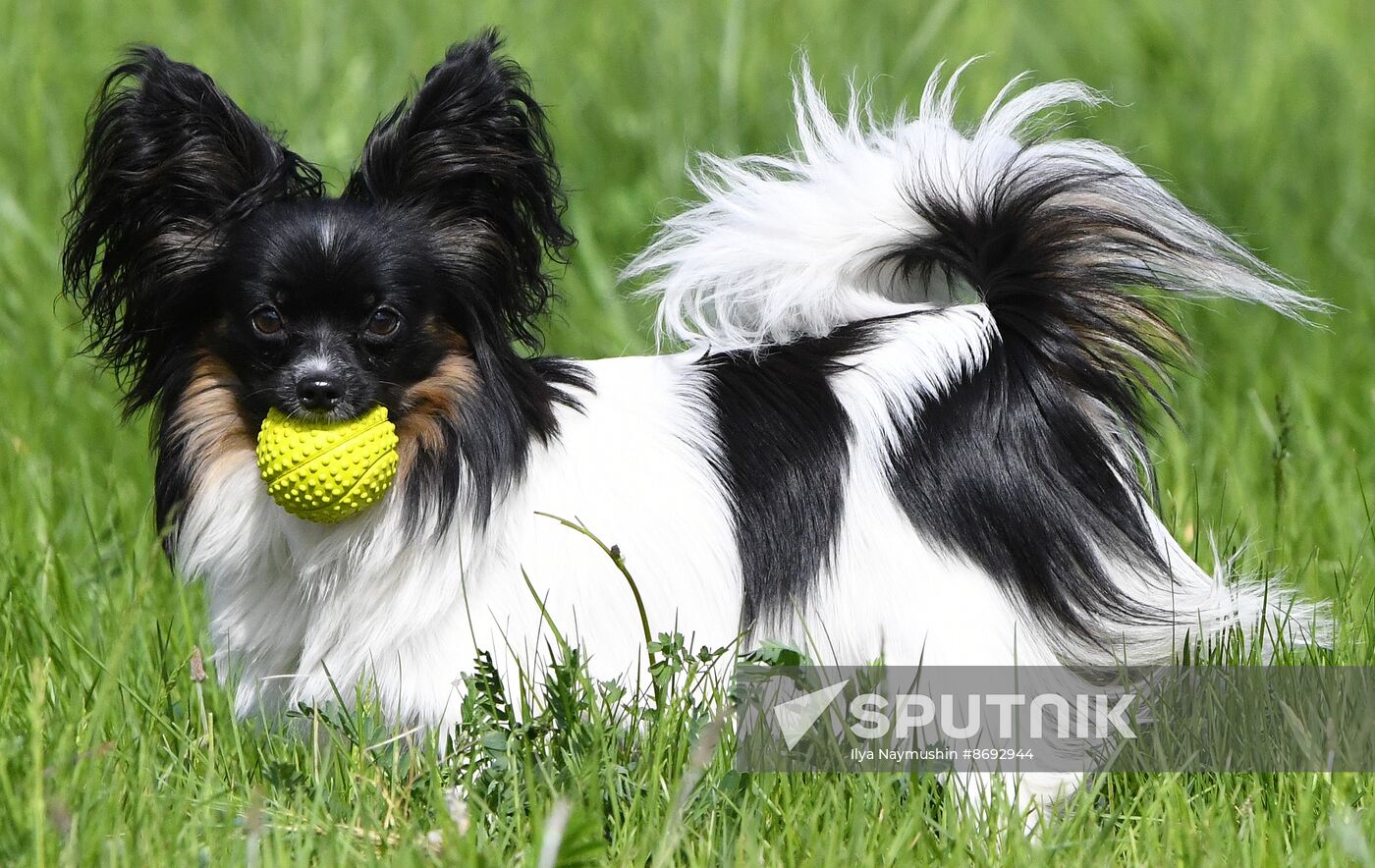 Russia Canine Competition