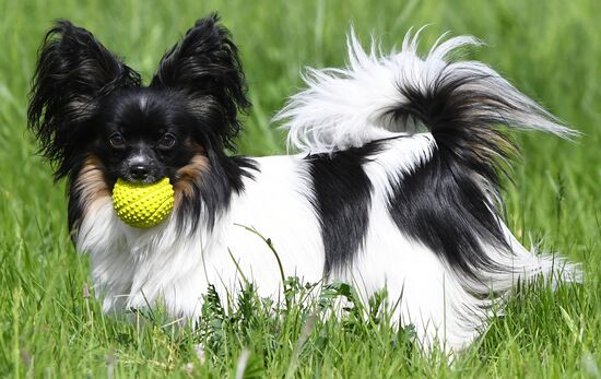 Russia Canine Competition