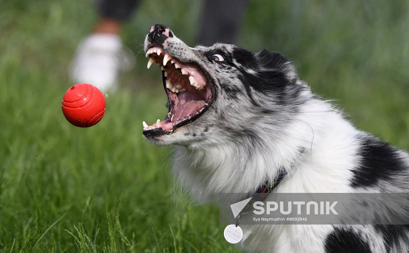 Russia Canine Competition