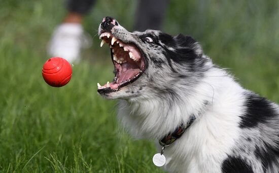 Russia Canine Competition