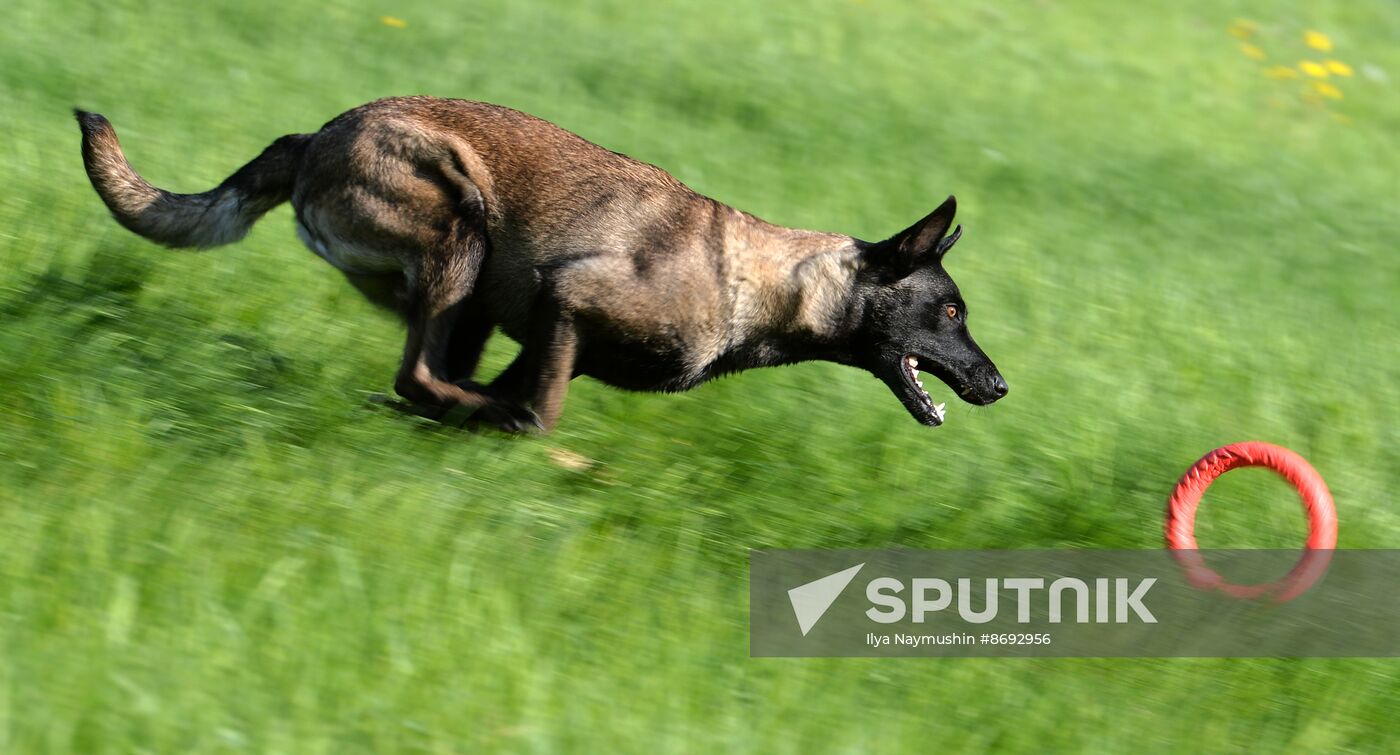 Russia Canine Competition