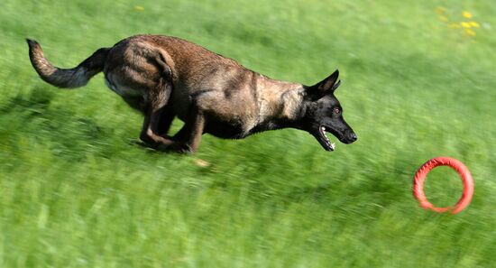 Russia Canine Competition