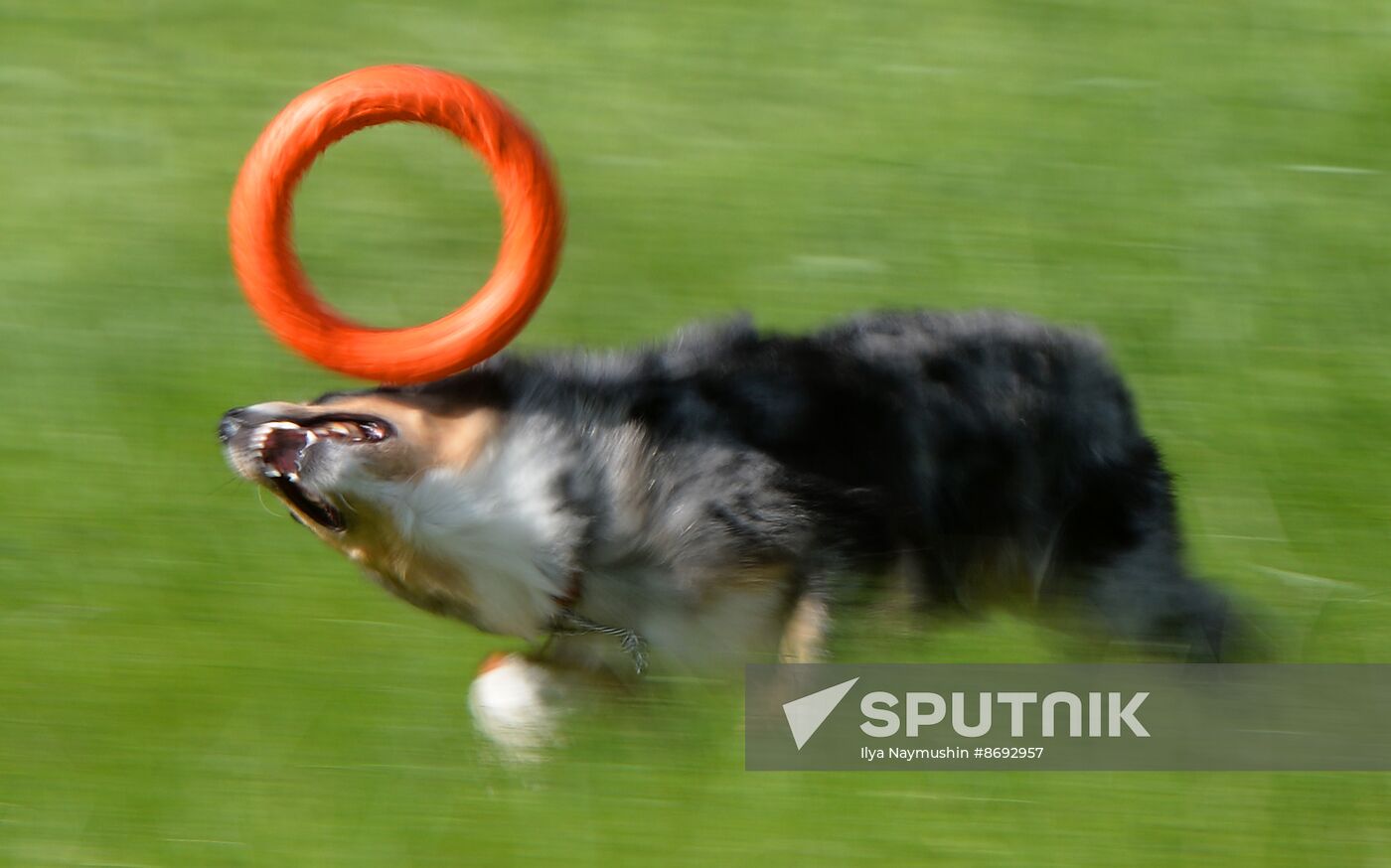 Russia Canine Competition