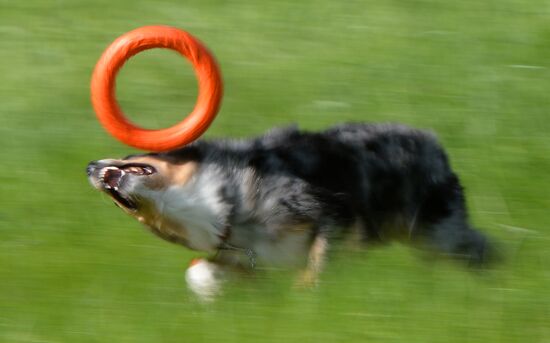 Russia Canine Competition