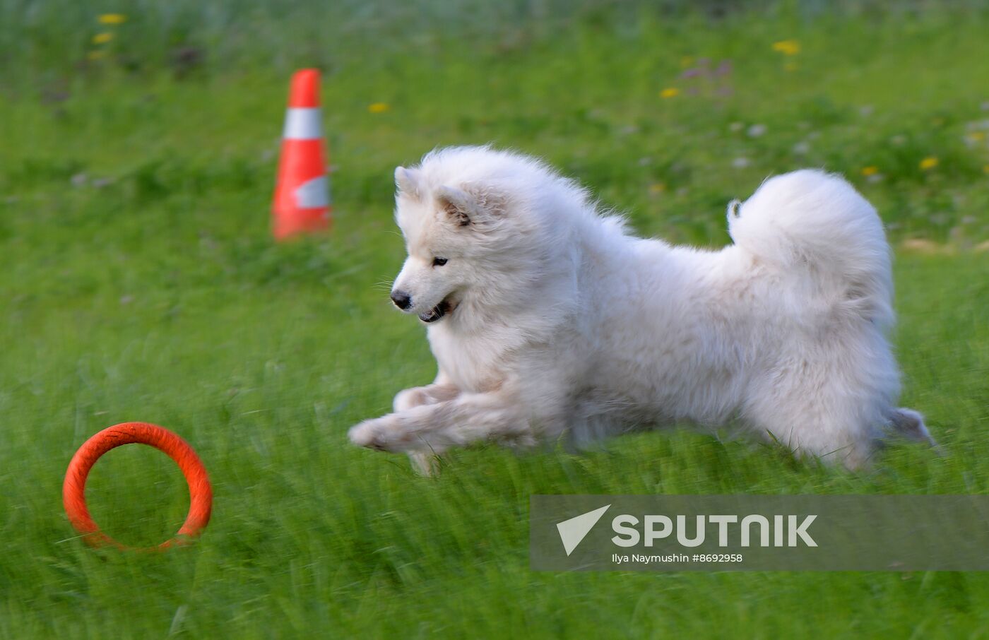 Russia Canine Competition