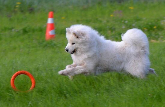 Russia Canine Competition