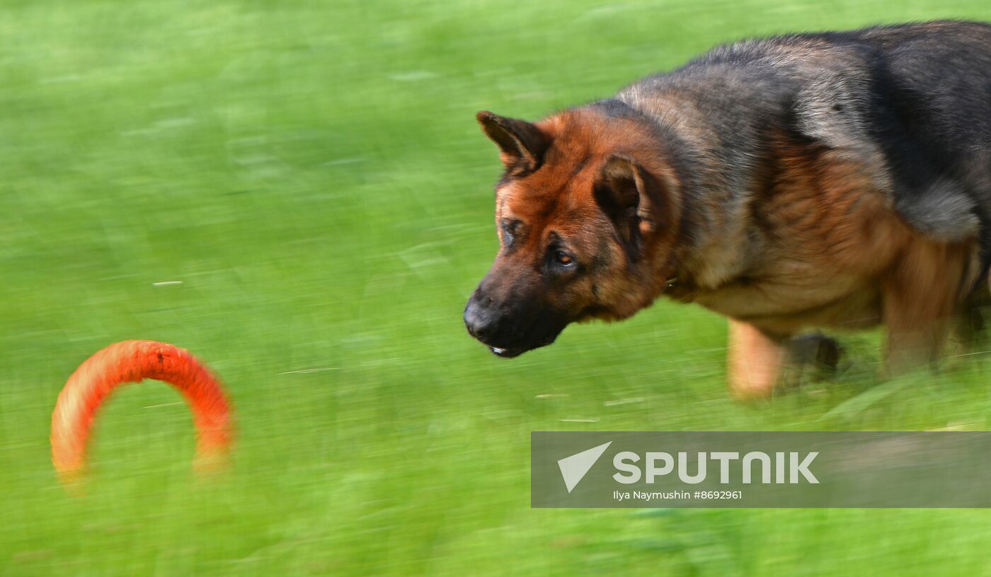 Russia Canine Competition