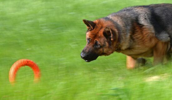 Russia Canine Competition