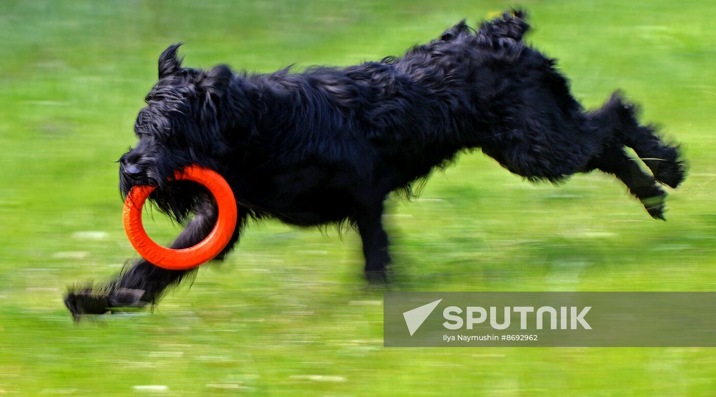 Russia Canine Competition