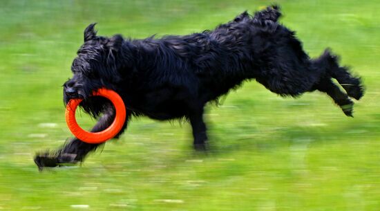 Russia Canine Competition