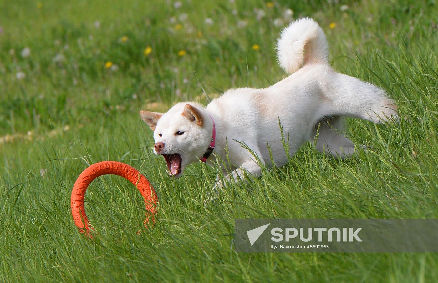 Russia Canine Competition