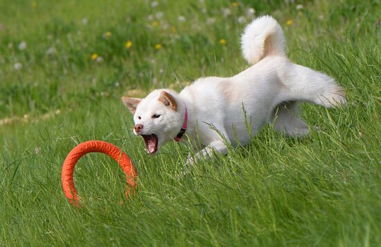 Russia Canine Competition