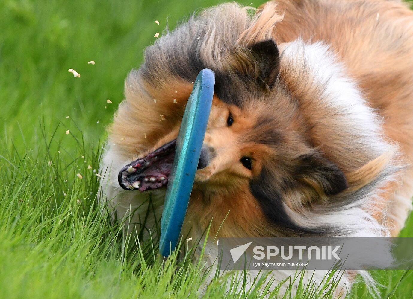 Russia Canine Competition