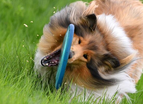 Russia Canine Competition