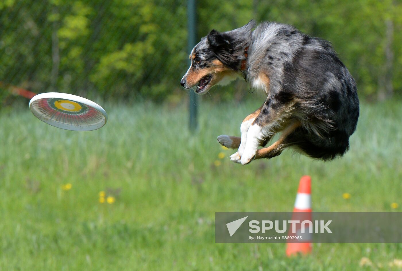 Russia Canine Competition