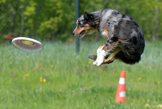 Russia Canine Competition