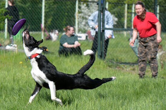 Russia Canine Competition