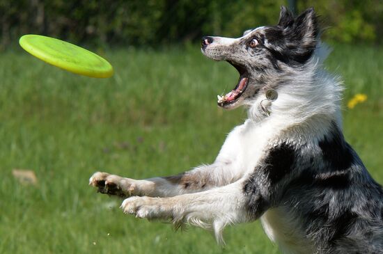 Russia Canine Competition