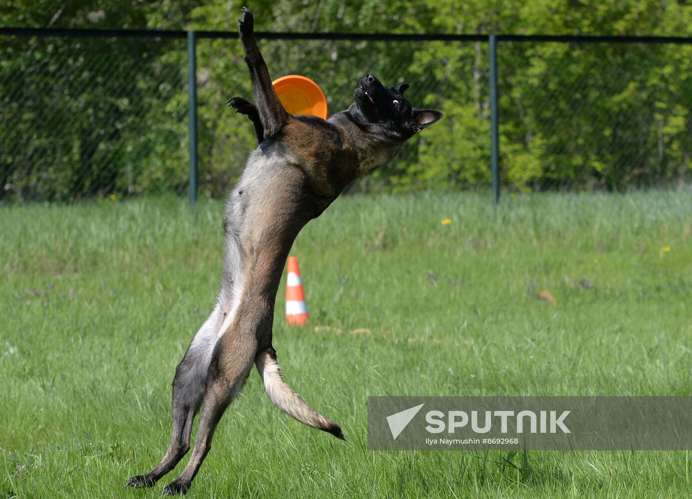 Russia Canine Competition