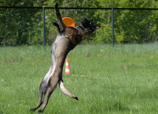 Russia Canine Competition