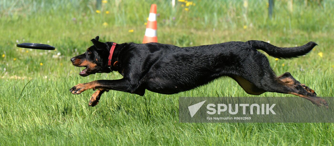 Russia Canine Competition