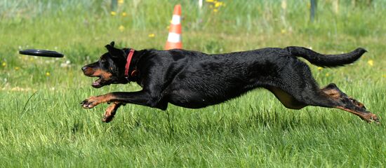 Russia Canine Competition