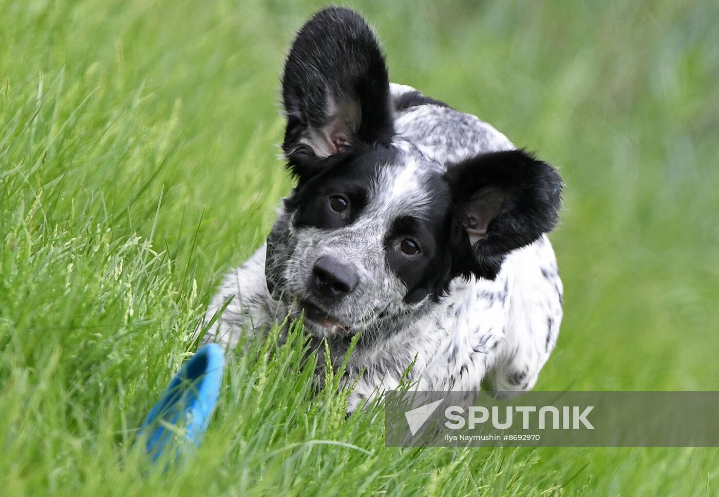 Russia Canine Competition