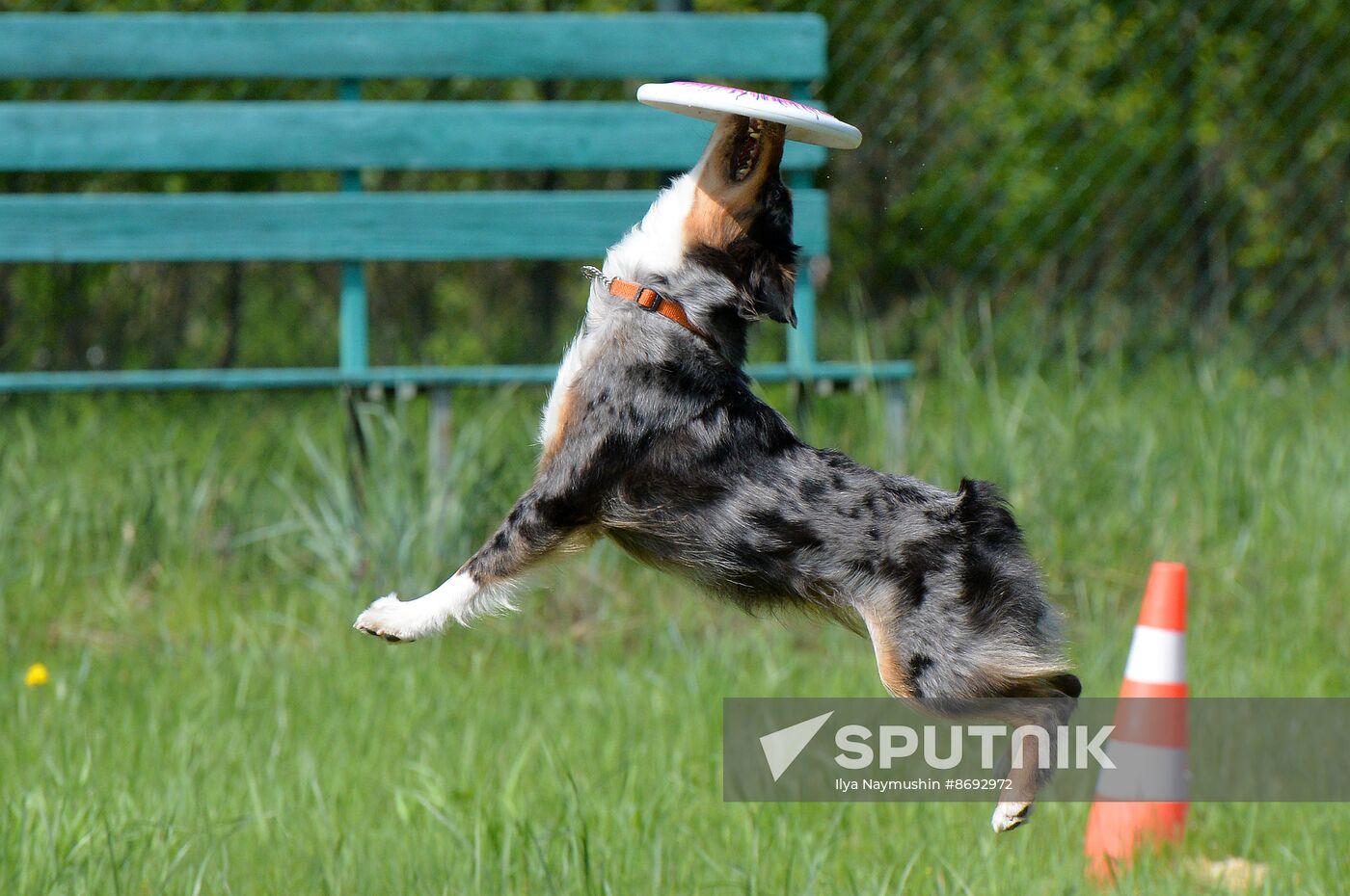 Russia Canine Competition