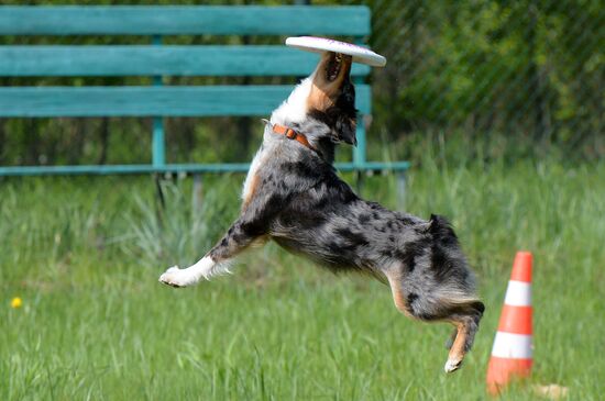 Russia Canine Competition