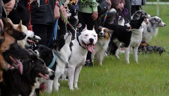 Russia Canine Competition