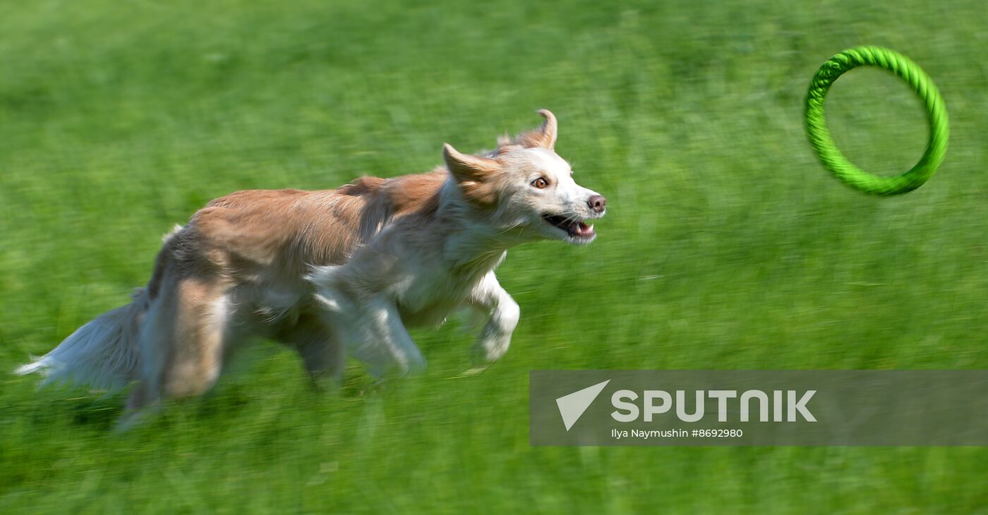 Russia Canine Competition