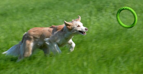 Russia Canine Competition