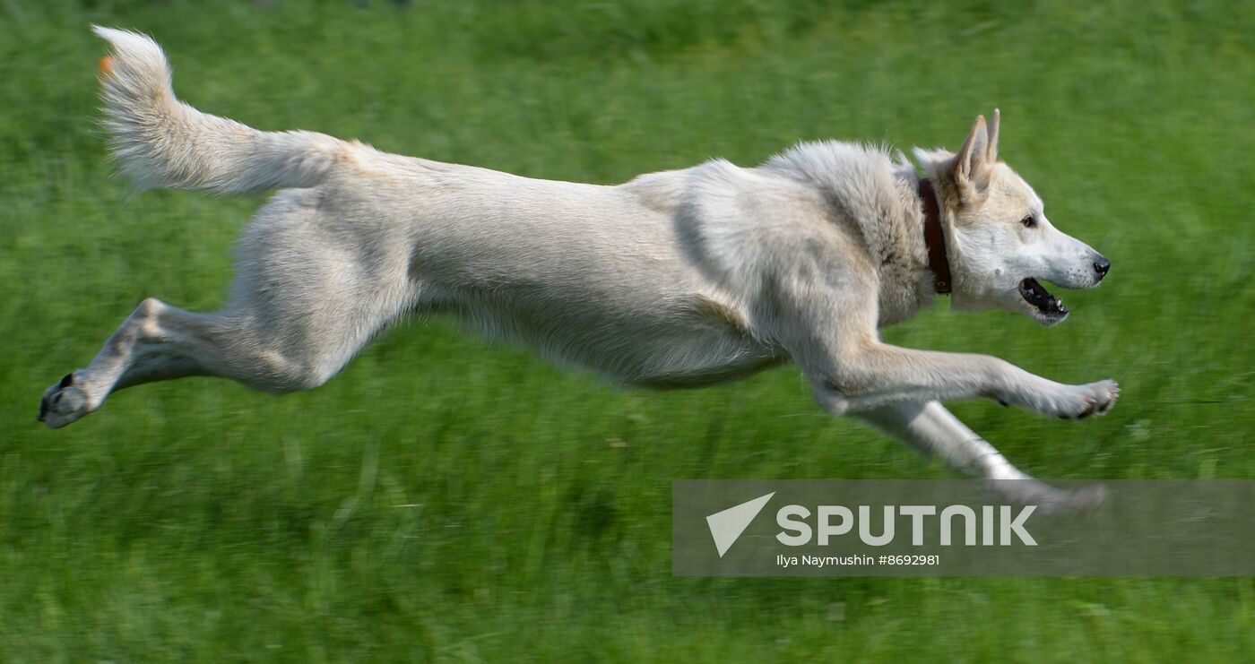 Russia Canine Competition