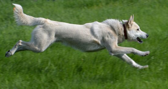 Russia Canine Competition