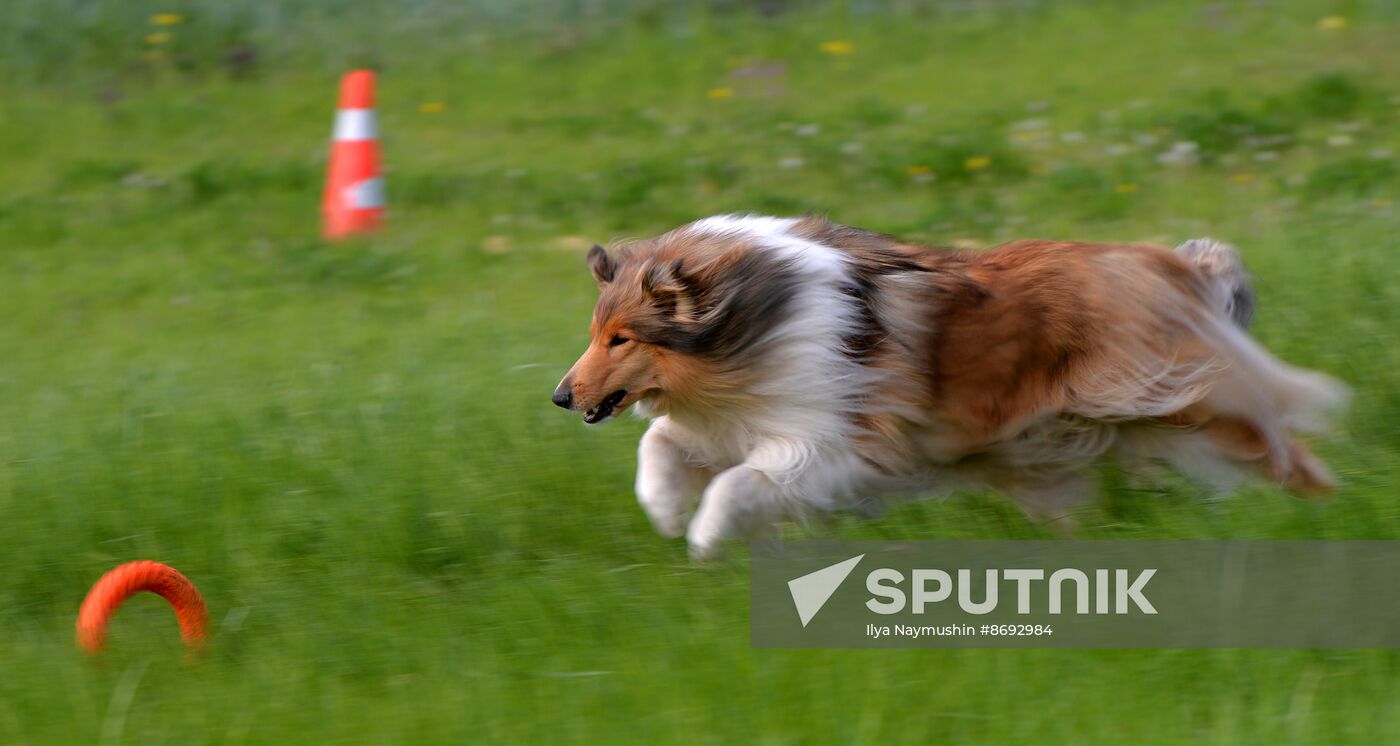 Russia Canine Competition