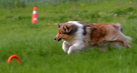 Russia Canine Competition