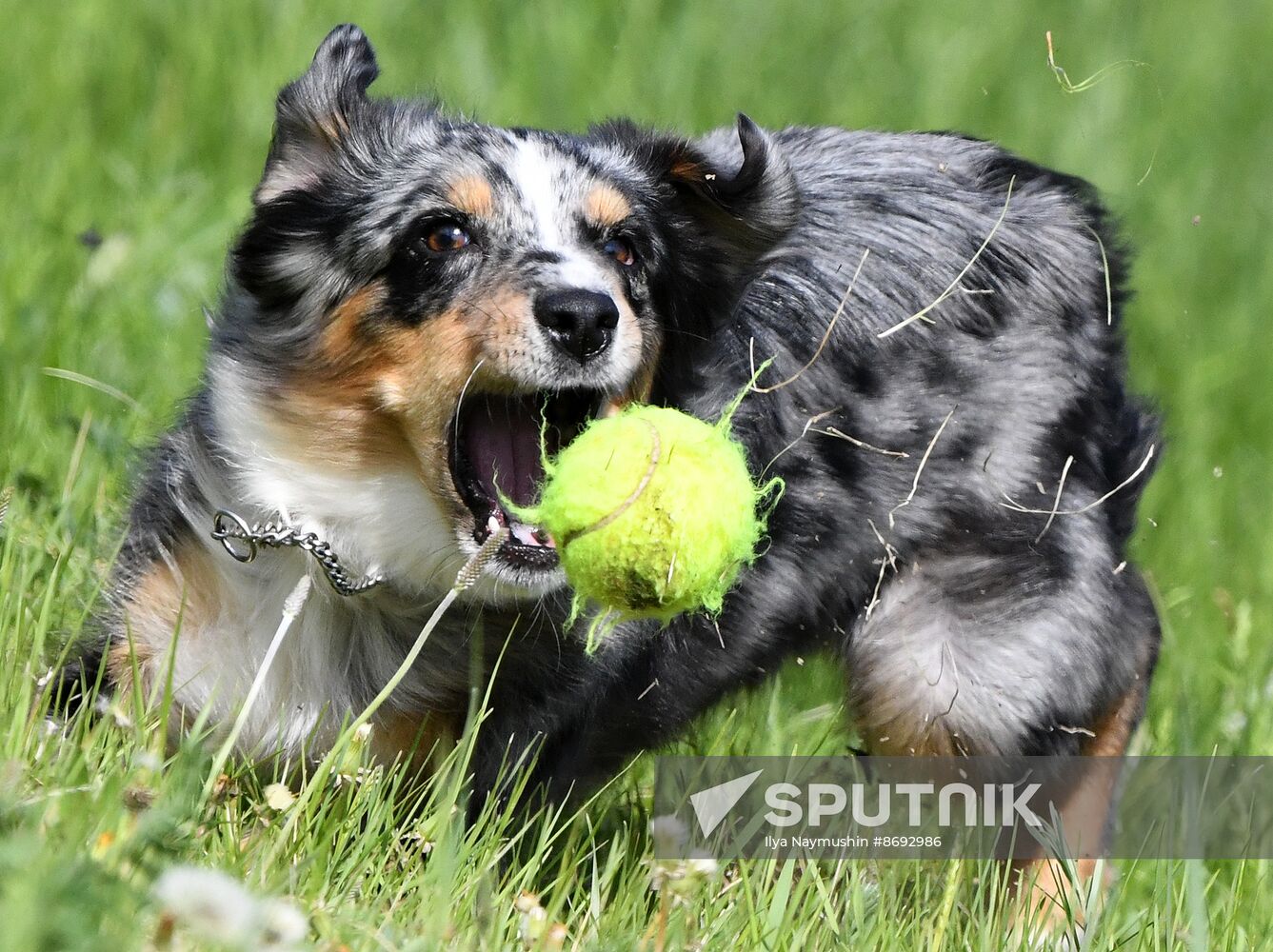 Russia Canine Competition