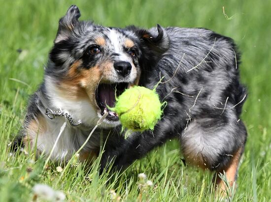 Russia Canine Competition