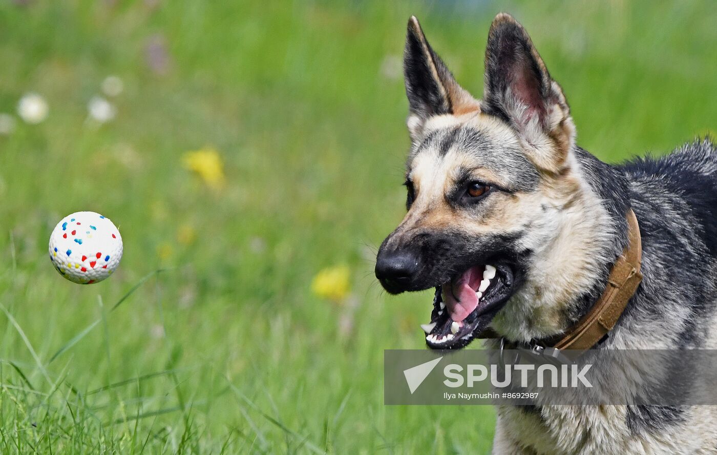 Russia Canine Competition