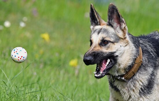 Russia Canine Competition